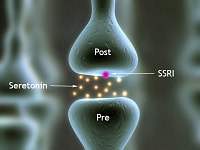 シナプス間隙(セロトニン)